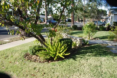 DSC_0061 (Large).JPG